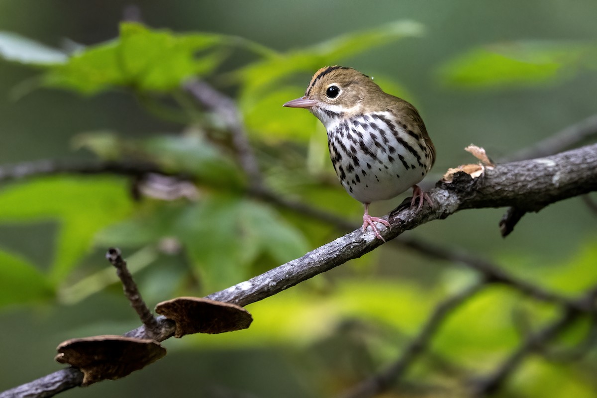 Ovenbird - ML642021789