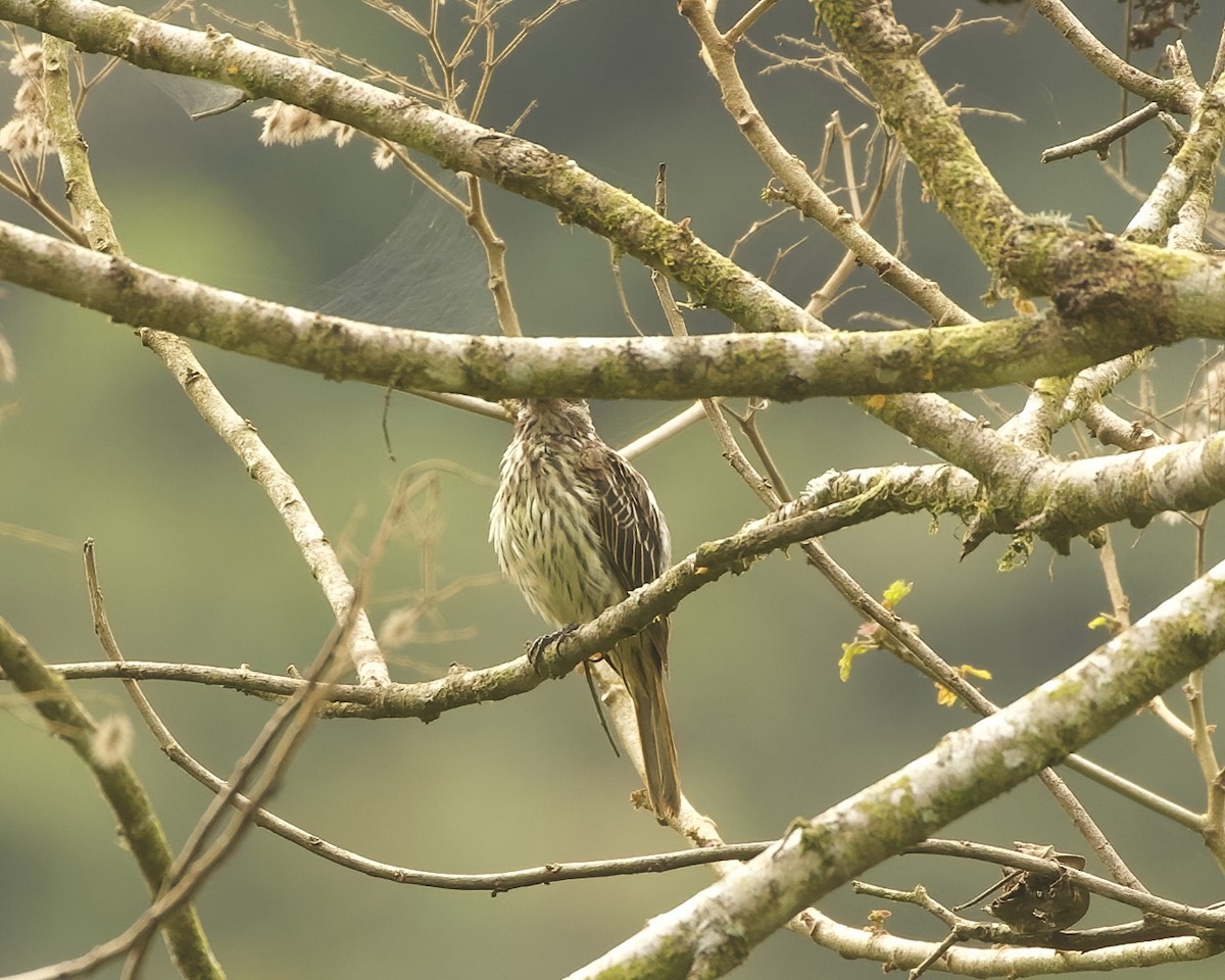 Streaked Flycatcher (Southern) - ML642021790