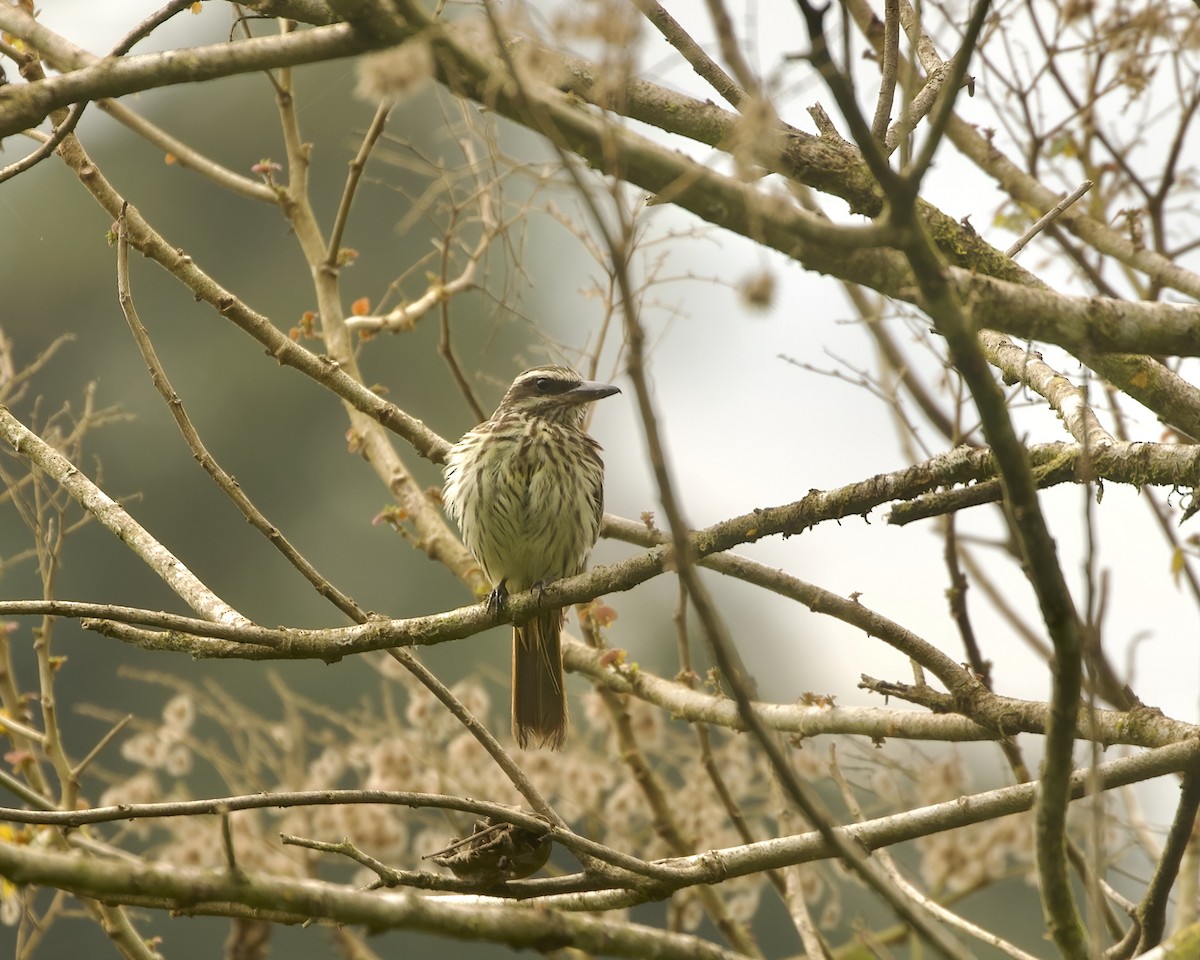 Streaked Flycatcher (Southern) - ML642021791
