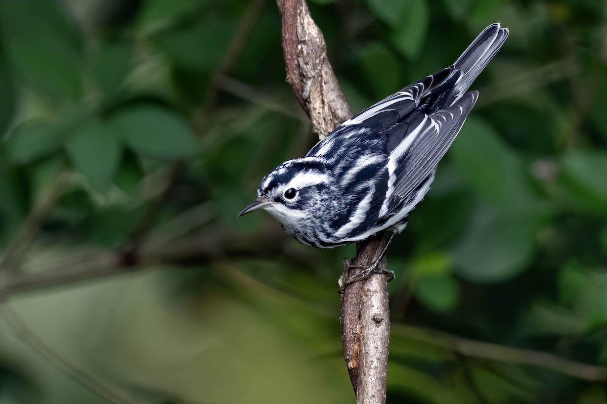 Black-and-white Warbler - ML642021796