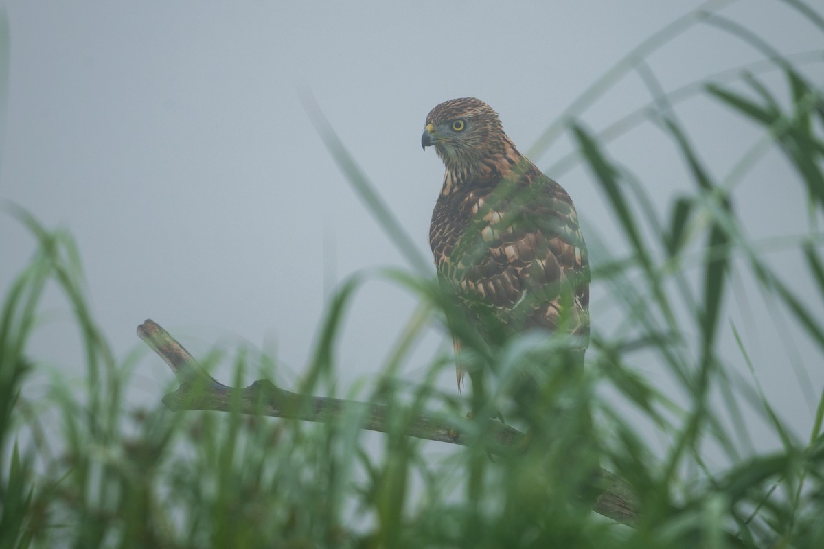 Aztore eurasiarra - ML642021797