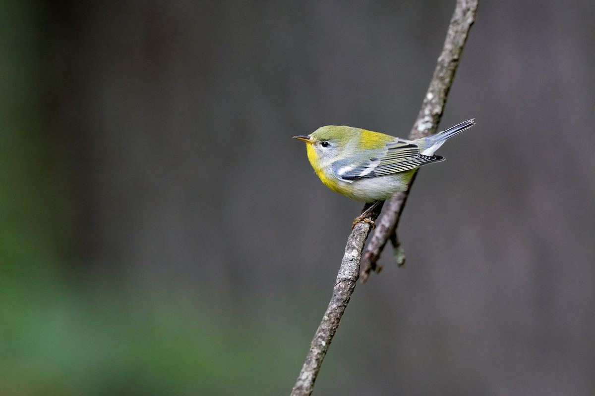 Northern Parula - ML642021808