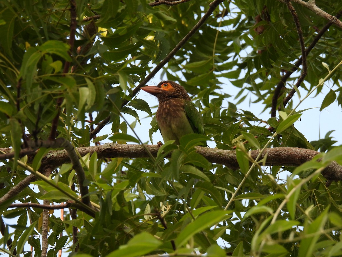 Brown-headed Barbet - ML642021825