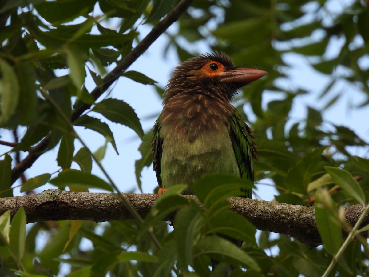 Brown-headed Barbet - ML642021826