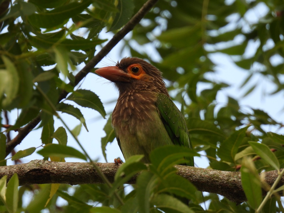 Brown-headed Barbet - ML642021827