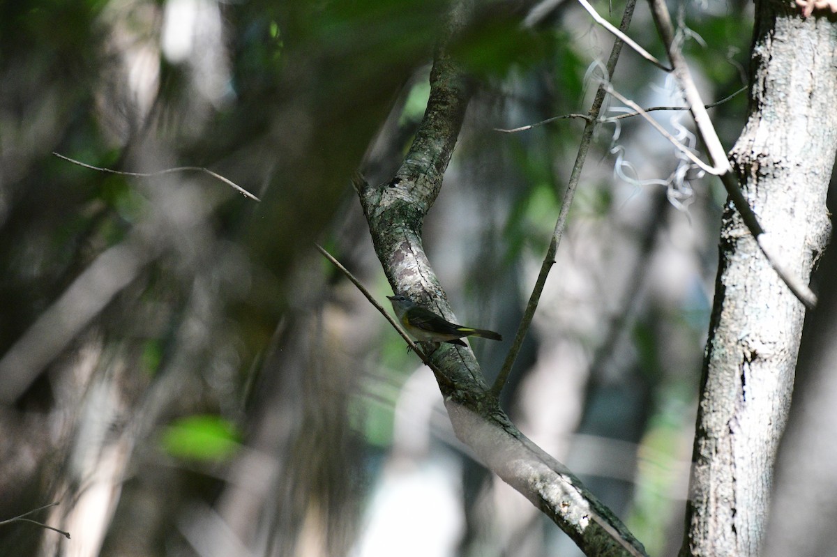 American Redstart - ML642021843