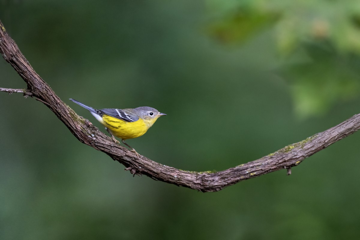 Magnolia Warbler - ML642021844