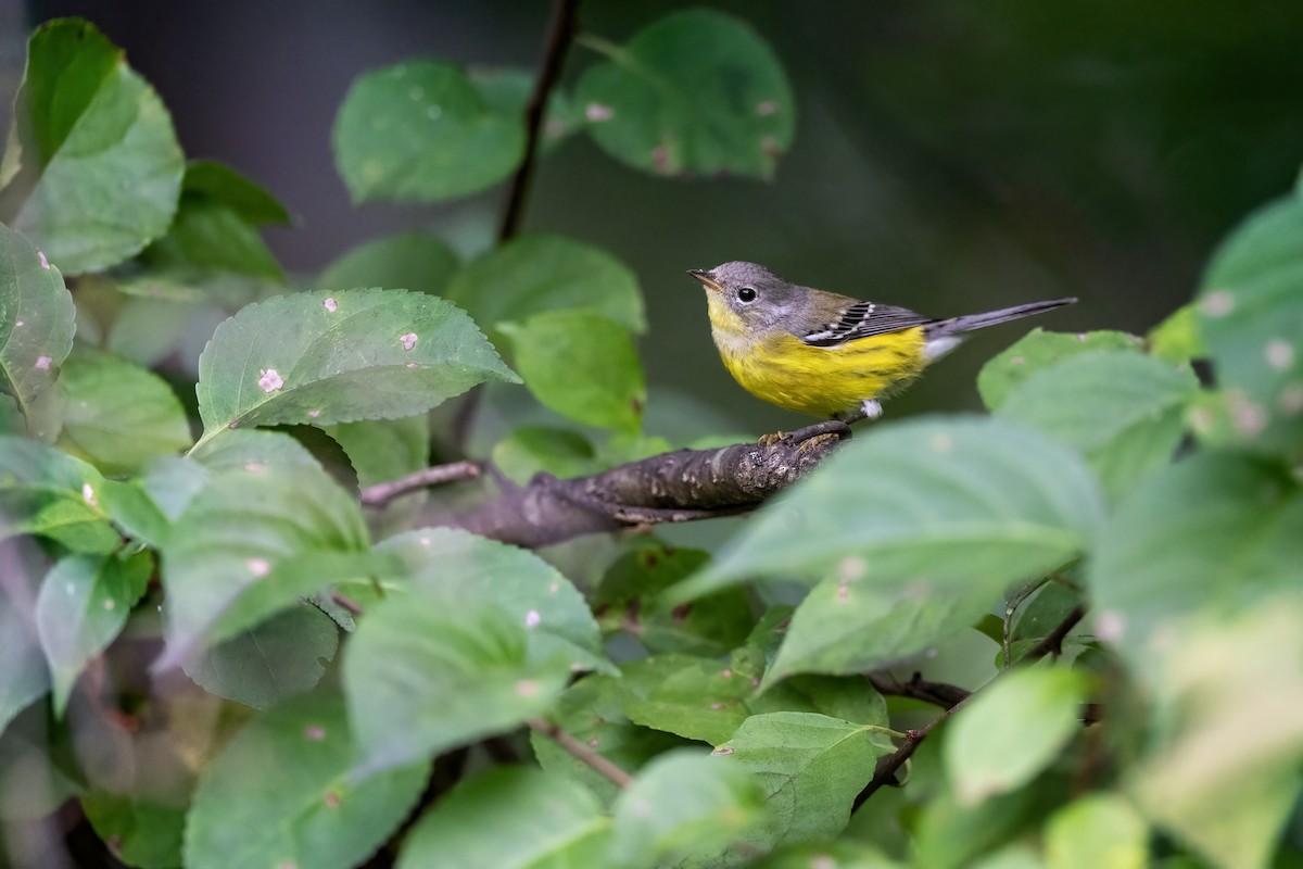 Magnolia Warbler - ML642021845