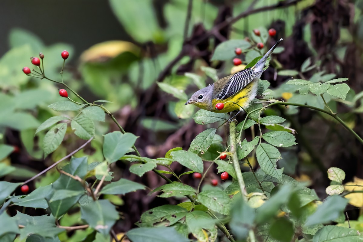 Magnolia Warbler - ML642021848