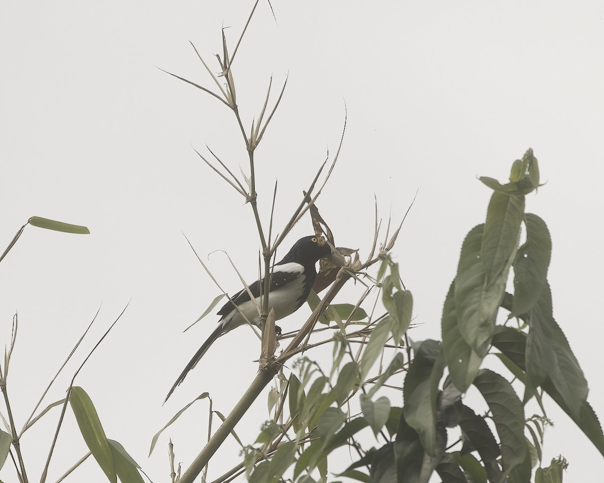 Magpie Tanager - ML642021852