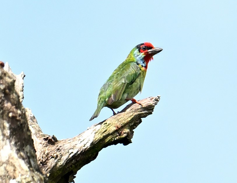 Malabar Barbet - ML642021856