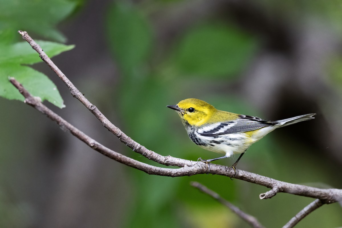 Black-throated Green Warbler - ML642021861