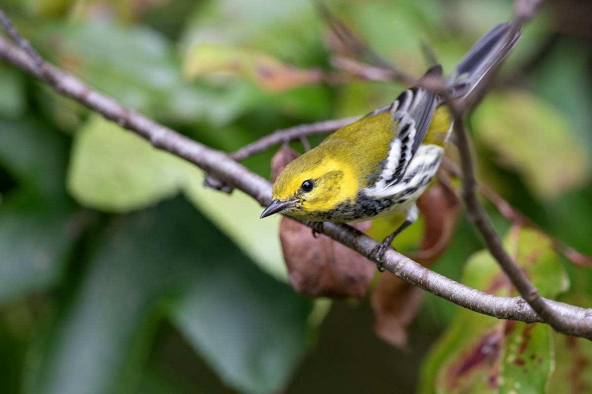 Black-throated Green Warbler - ML642021862