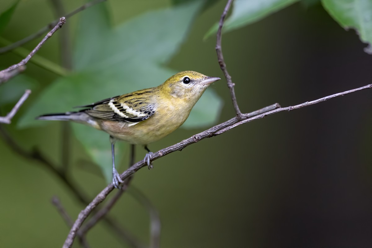 Bay-breasted Warbler - ML642021869