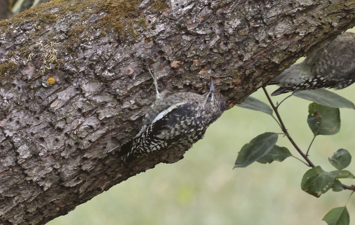 Yellow-bellied Sapsucker - ML642021877