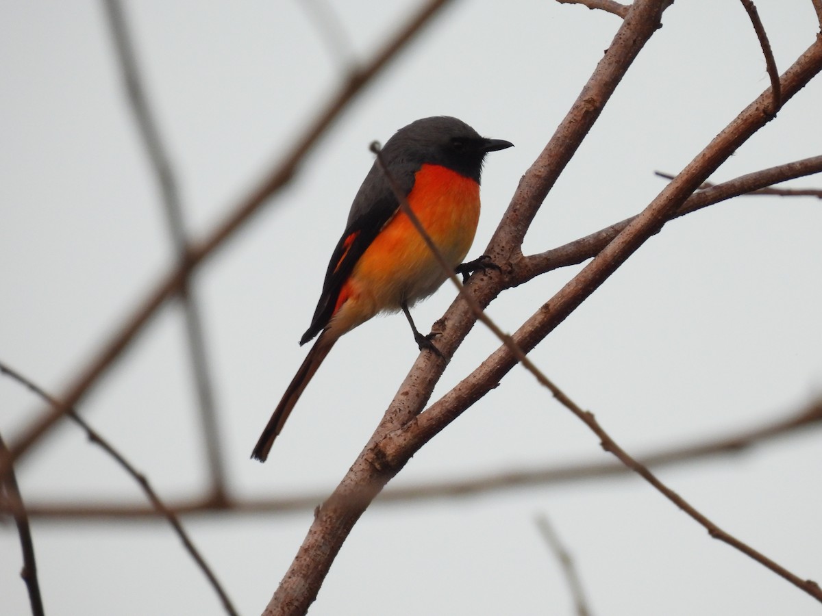Zwergmennigvogel - ML642021879