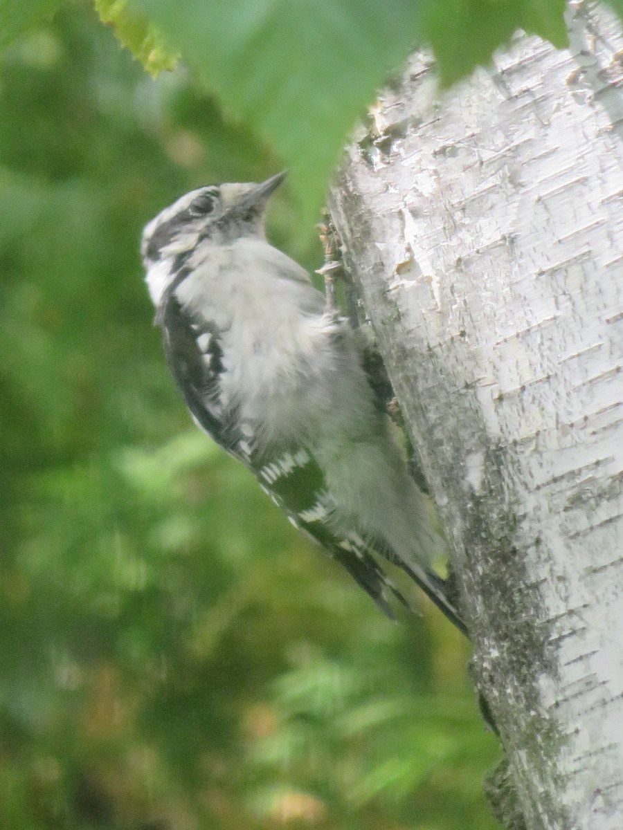 Downy Woodpecker - ML642021884