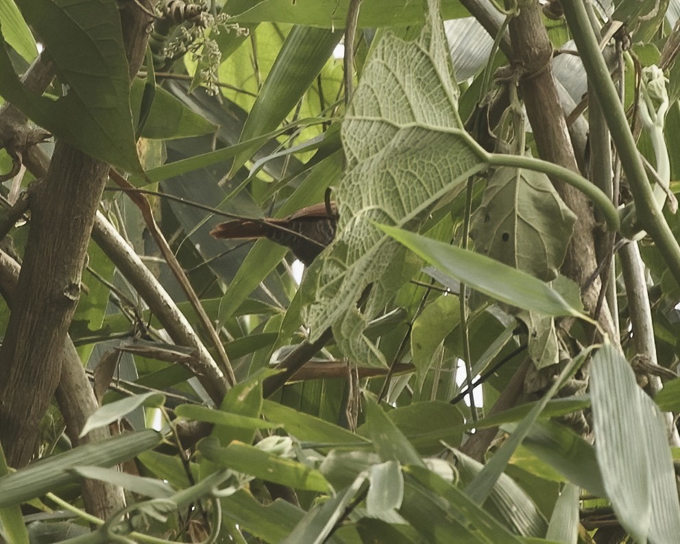 Chestnut-backed Antshrike - ML642021894