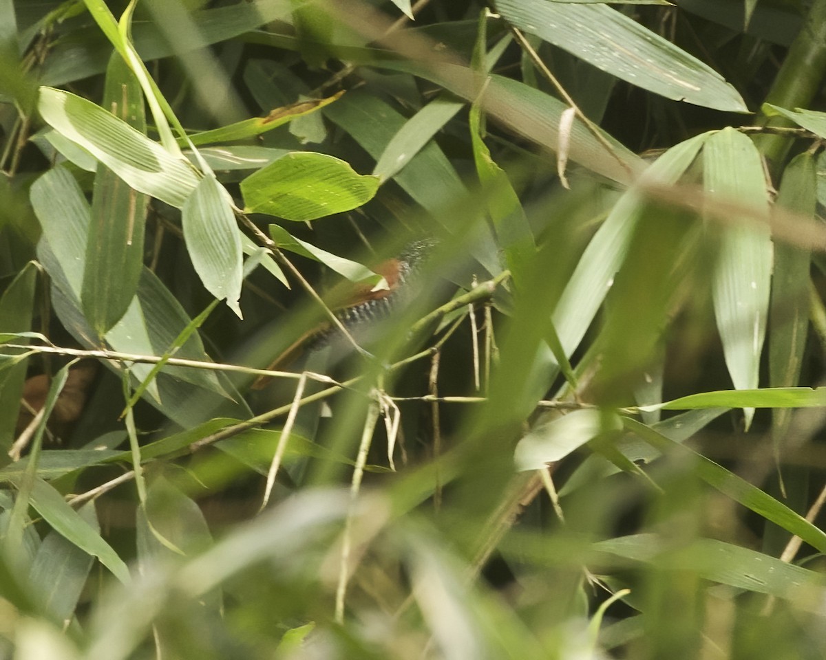 Chestnut-backed Antshrike - ML642021895