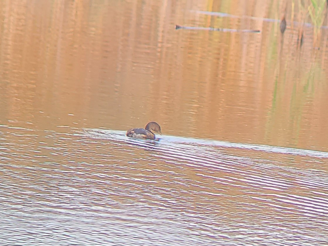 Pied-billed Grebe - ML642021904