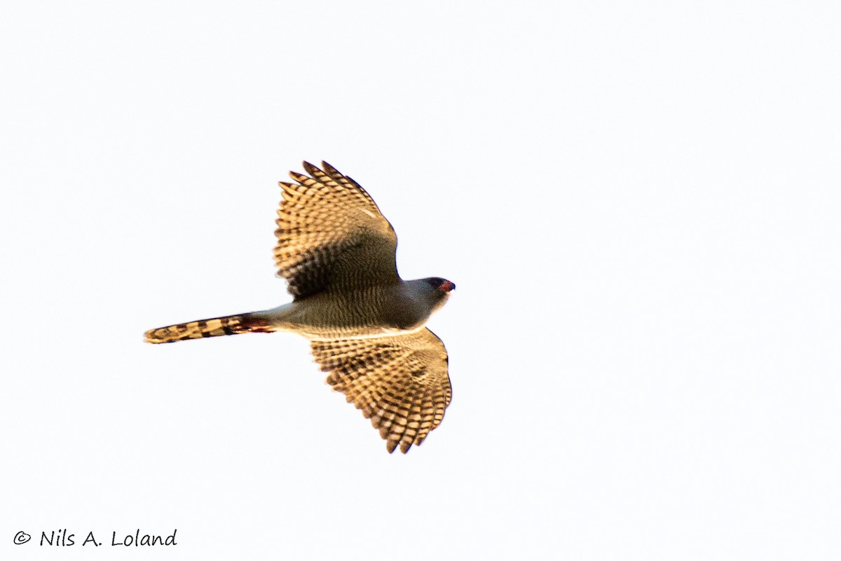 Gabar Goshawk - ML642021910