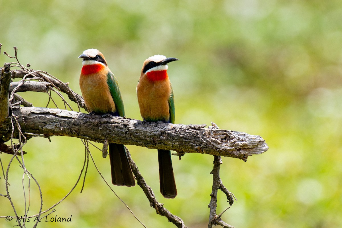 White-fronted Bee-eater - ML642021916