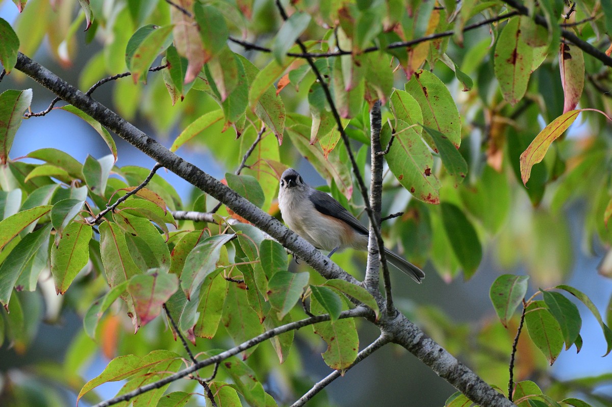 Tufted Titmouse - ML642021950