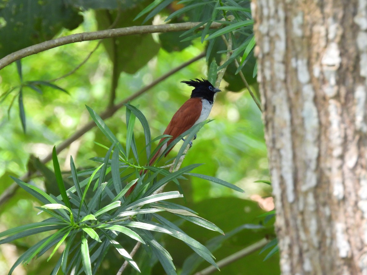 Indian Paradise-Flycatcher - ML642021956