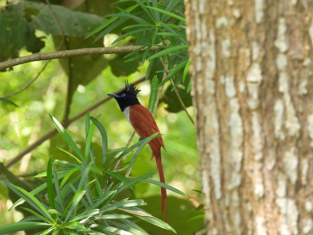 Indian Paradise-Flycatcher - ML642021957