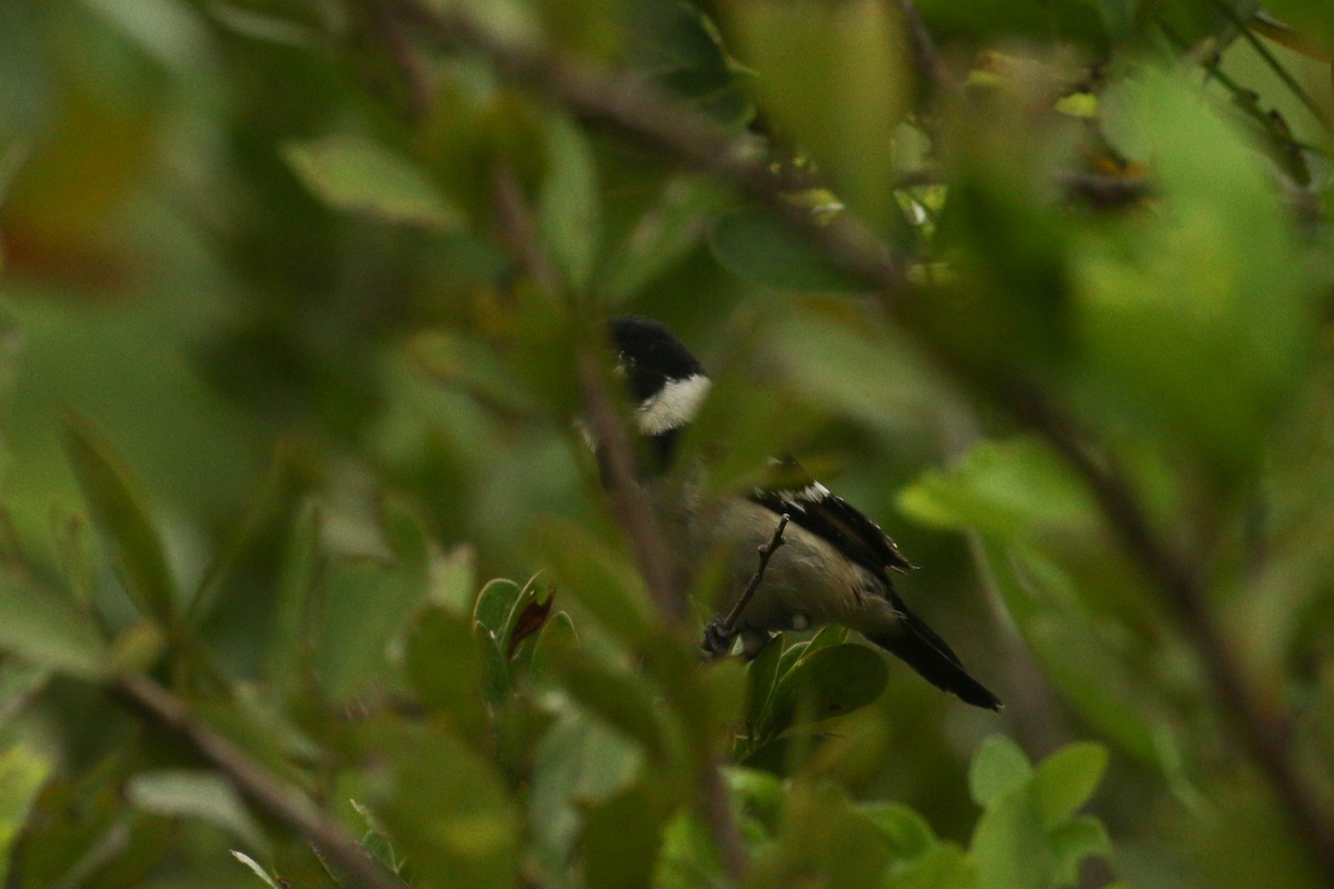 Morelet's Seedeater - ML642021958