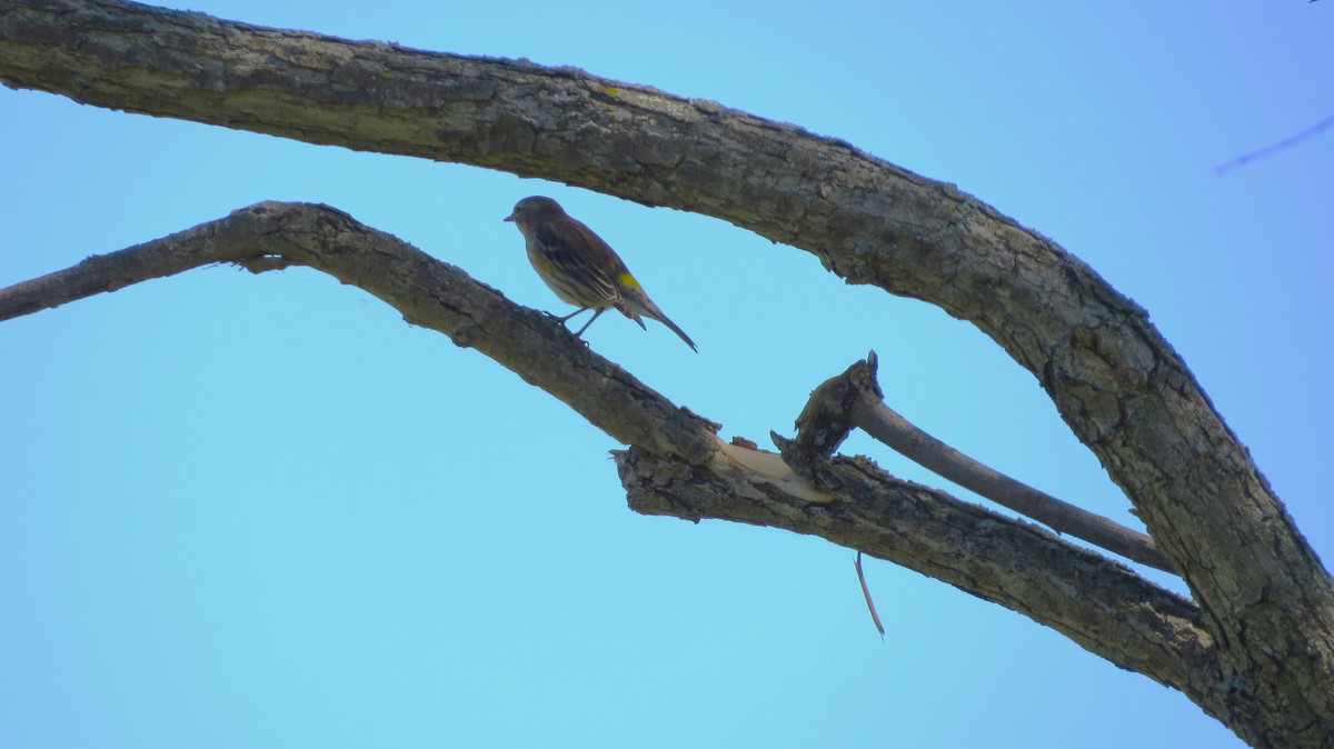 Yellow-rumped Warbler - ML642021961