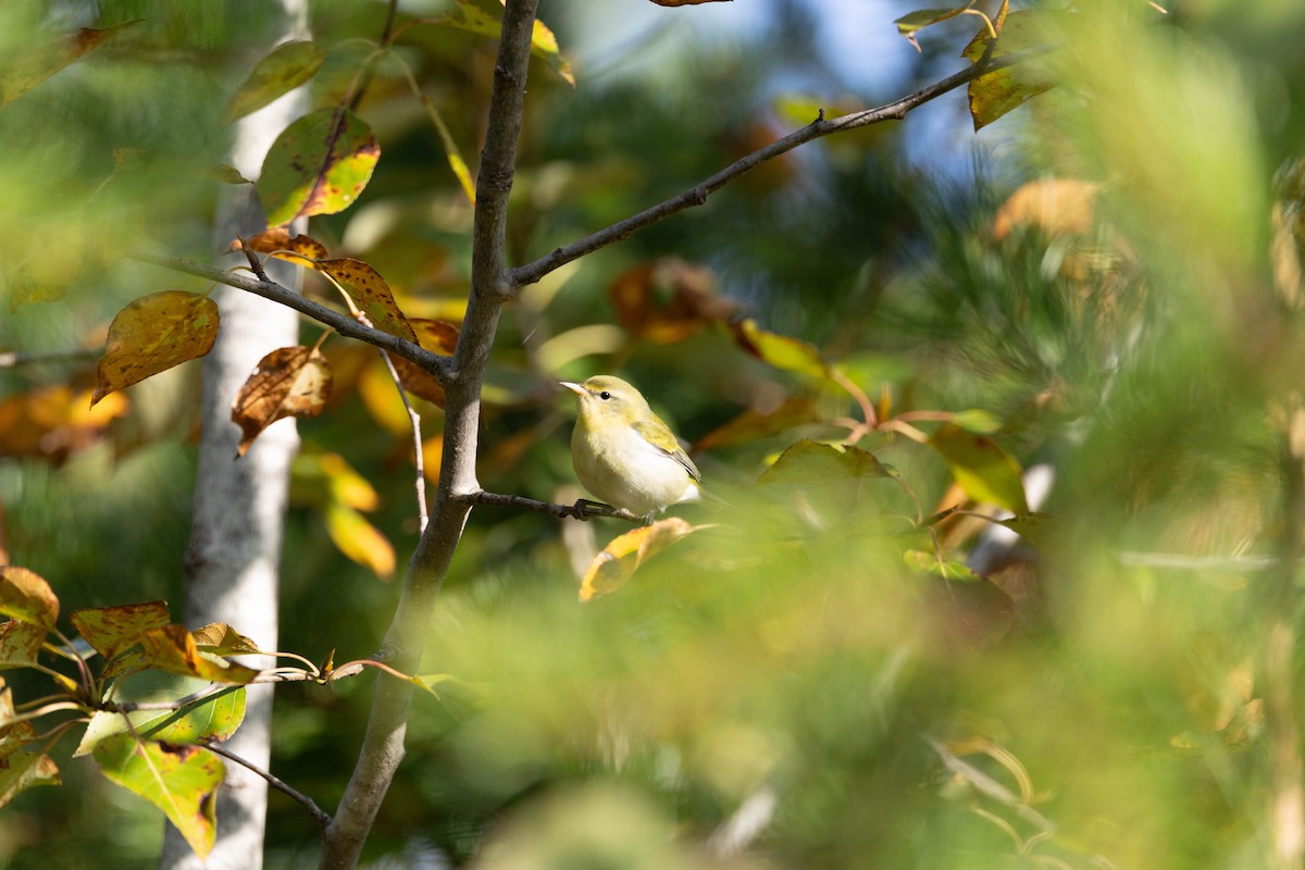 Tennessee Warbler - ML642021962