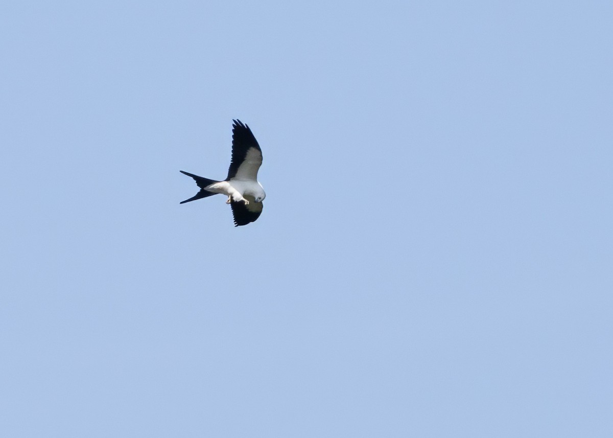 Swallow-tailed Kite - ML642021965