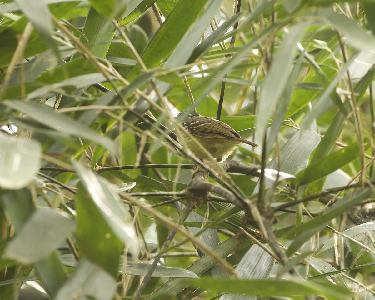 Yellow-breasted Warbling-Antbird - ML642021966