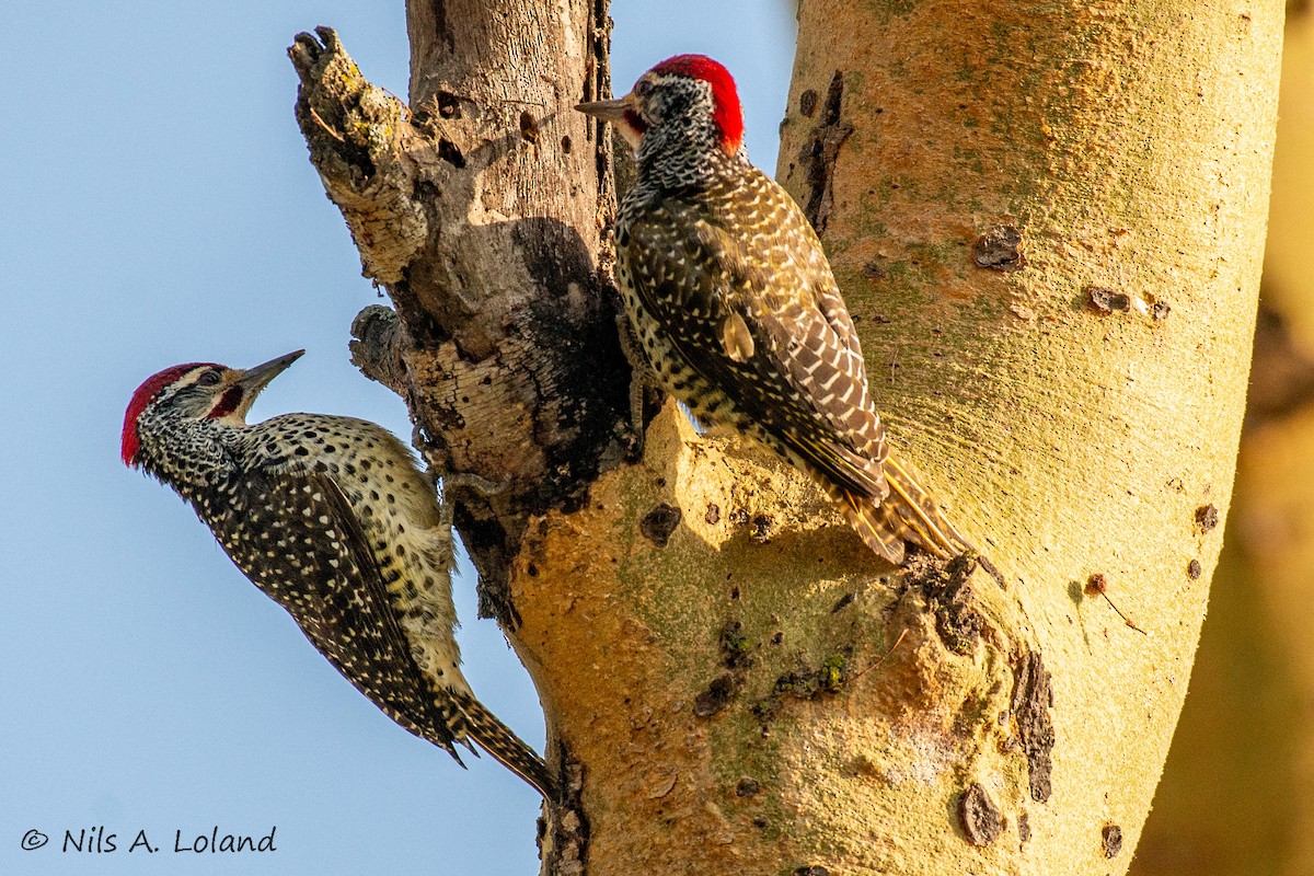 Nubian Woodpecker - ML642021967