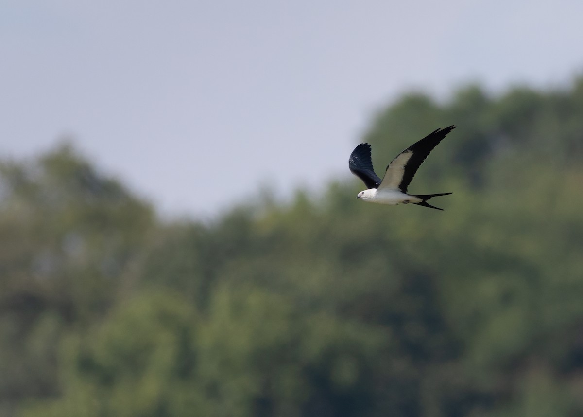 Swallow-tailed Kite - ML642021968