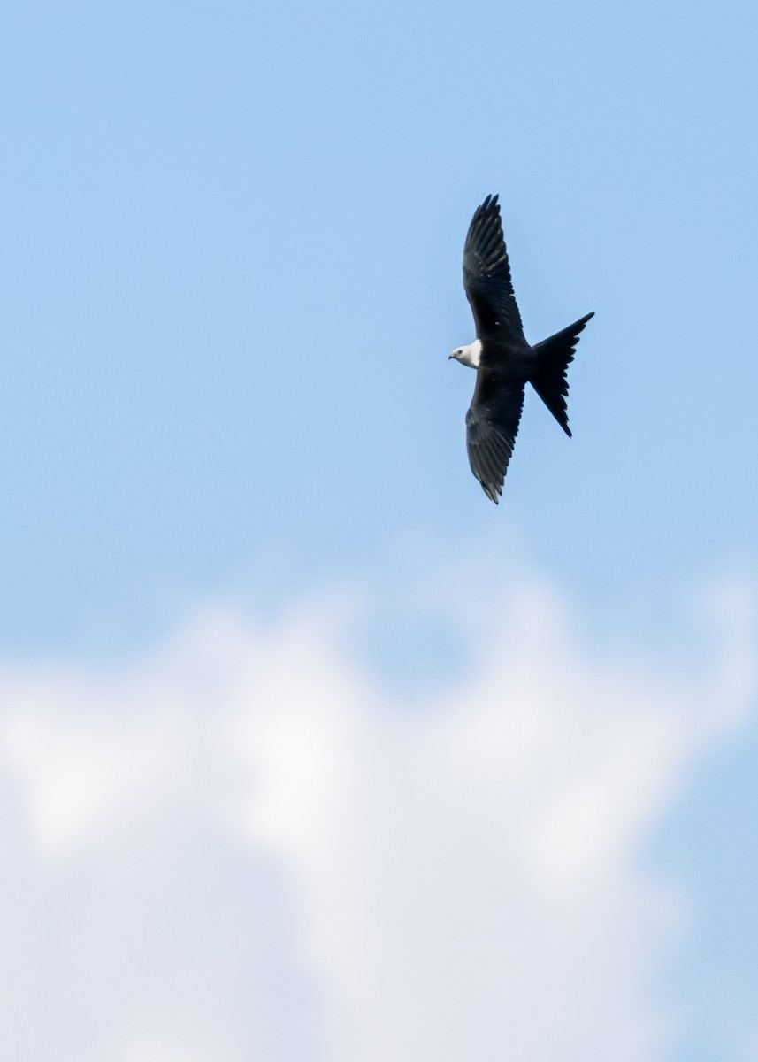 Swallow-tailed Kite - ML642021972