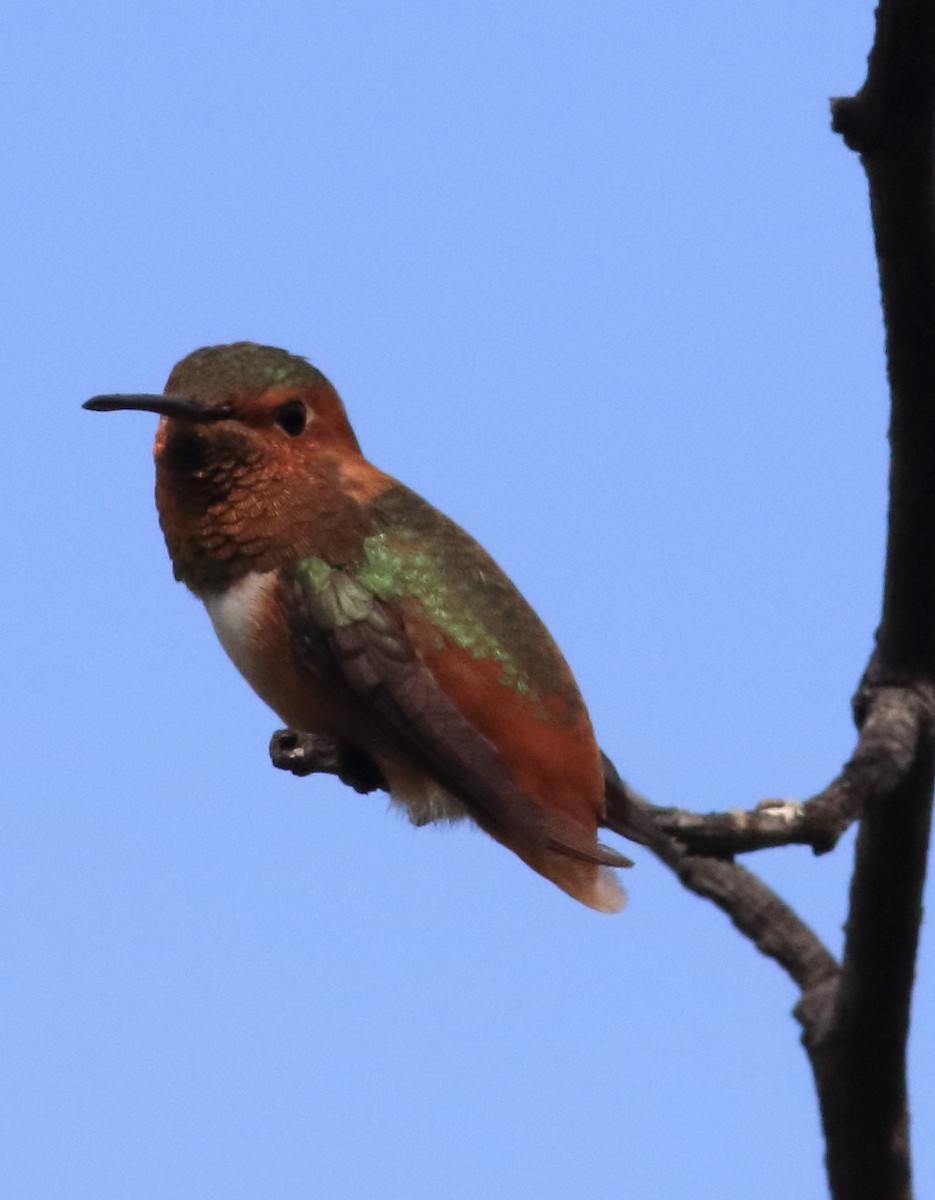 Allen's Hummingbird - ML642021977