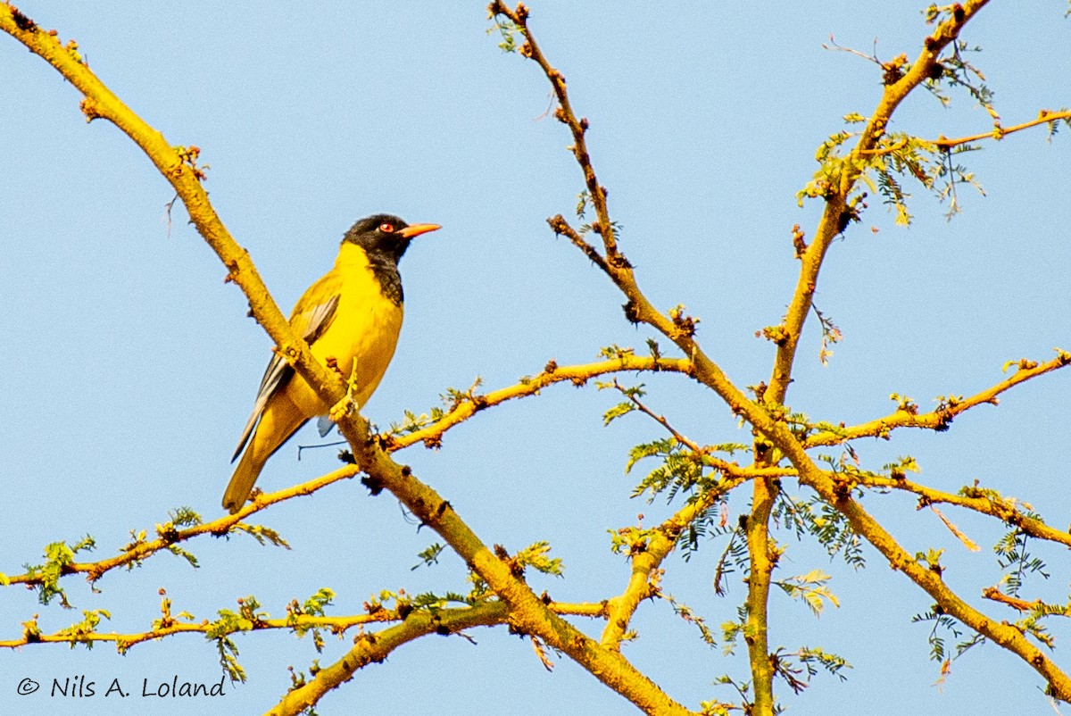 African Black-headed Oriole - ML642021980