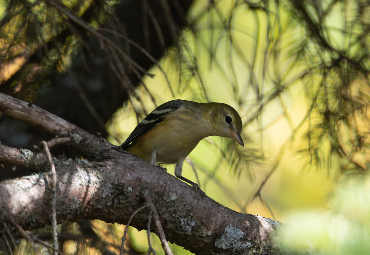 Bay-breasted Warbler - ML642021982