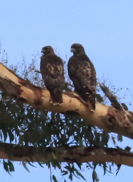 Red-tailed Hawk - ML642021983