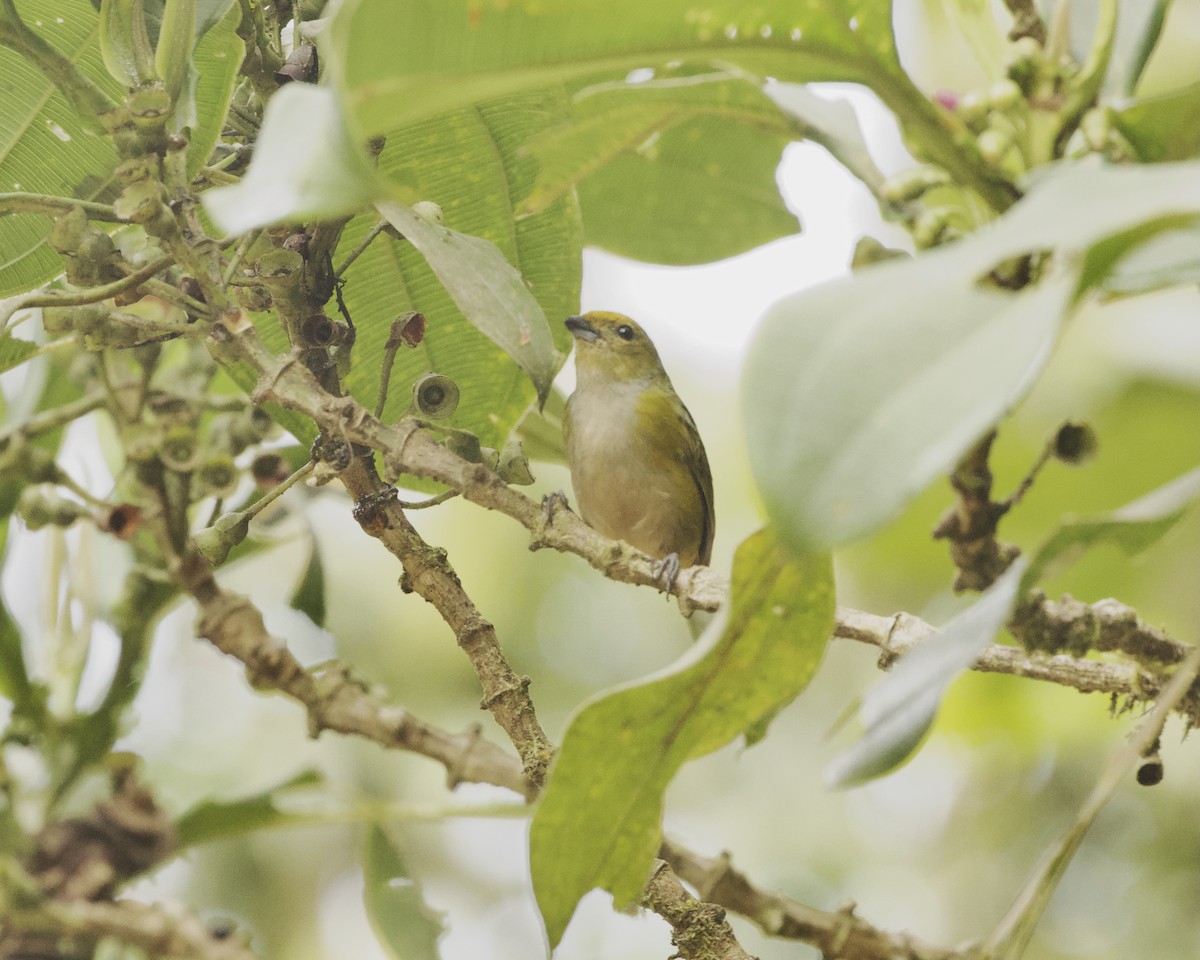 Orange-bellied Euphonia - ML642021984