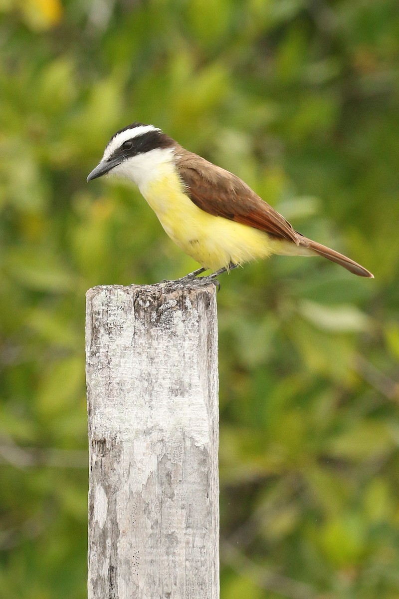 Great Kiskadee - ML642021985