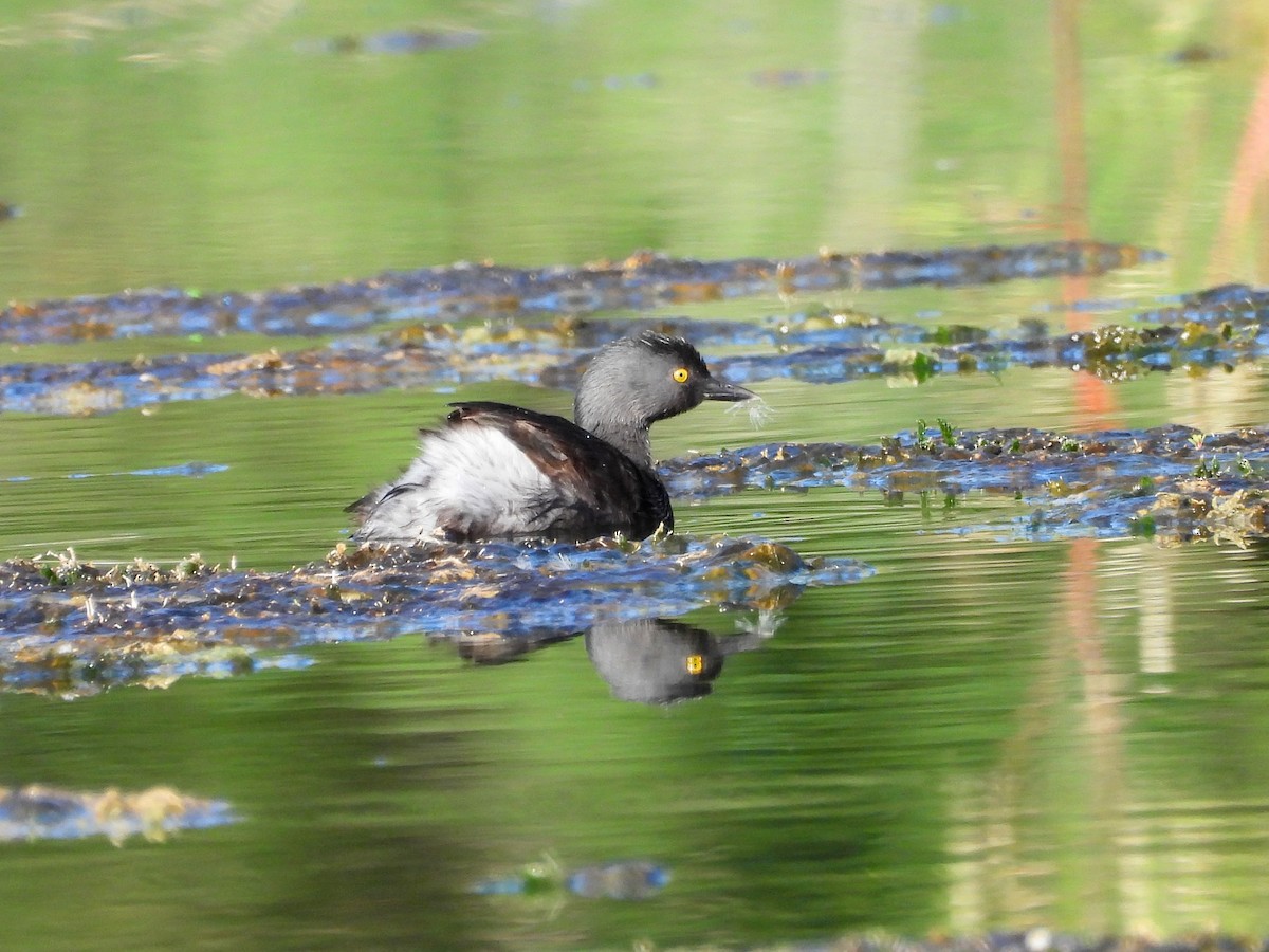 Least Grebe - ML642021987