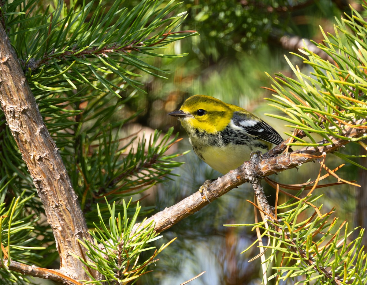 Black-throated Green Warbler - ML642021989