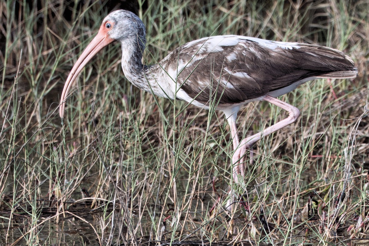 White Ibis - ML642021990