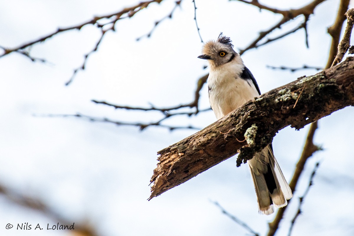Gray-crested Helmetshrike - ML642021992