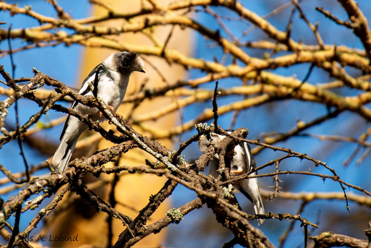 Gray-crested Helmetshrike - ML642021993