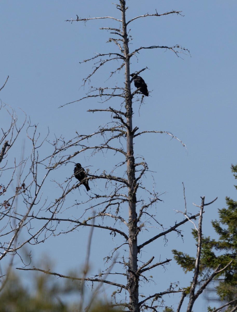American Crow - ML642022002