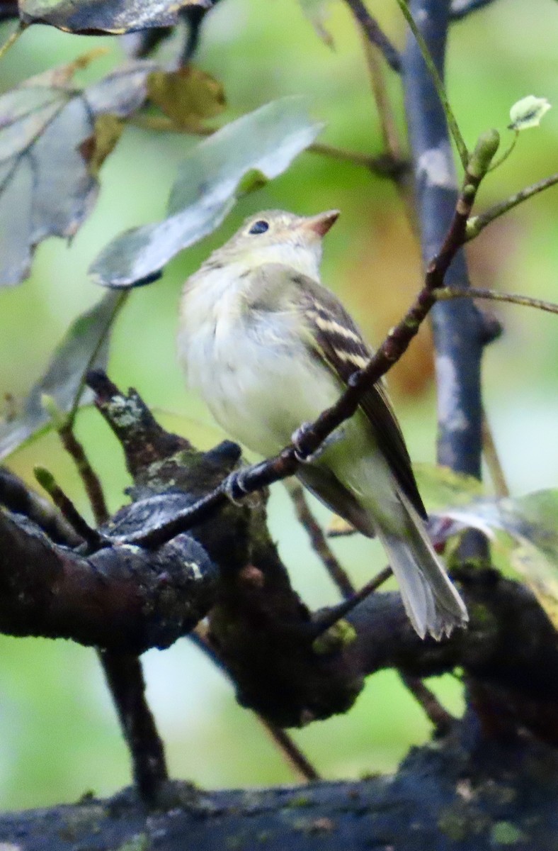 Acadian Flycatcher - ML642022003